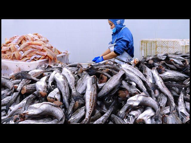 Amazing Cod Mass Production Process！Tasty Cod Factory！