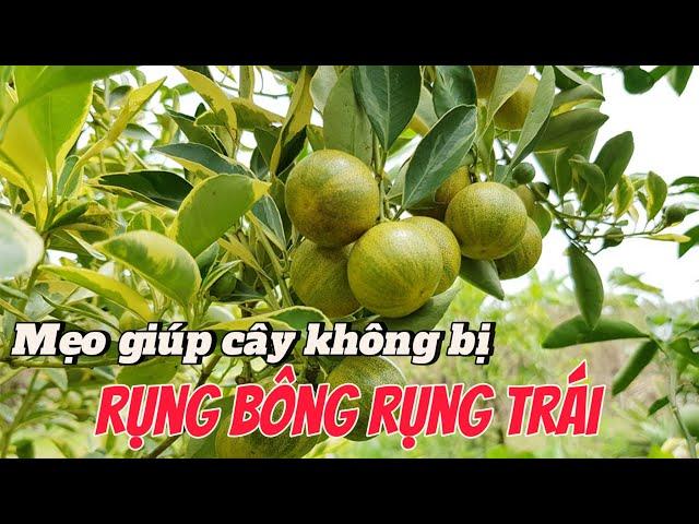 EP 124 : Cây trồng sẽ không còn bị rụng bông , rụng trái khi làm theo mẹo này.