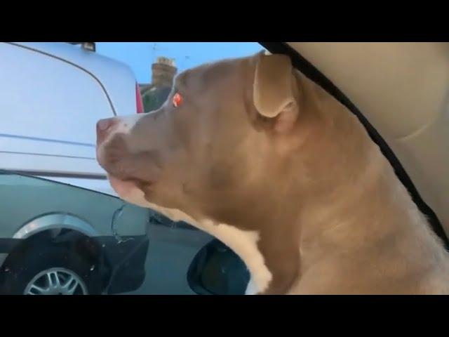 #americanbully #shorts #dogsonyoutube #doglife #pitbull American bully puppy hunting