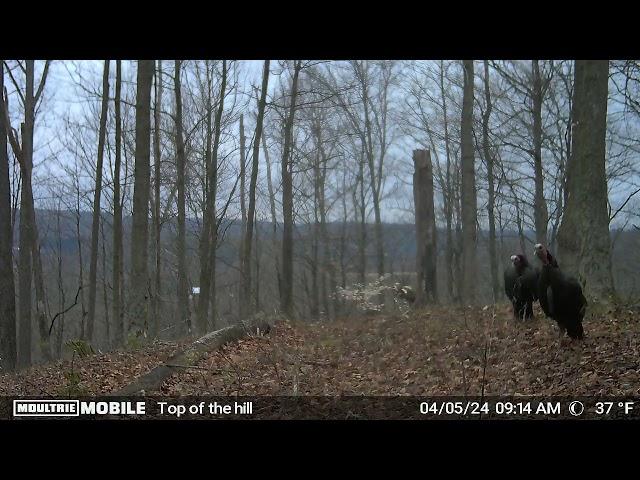 Ohio turkey season is coming soon