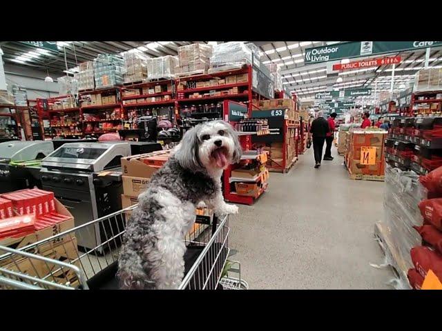 Shihtzu Dog, Trolley ride at  Bunnings.