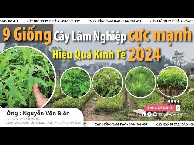 9 Giống Cây Lâm Nghiệp Hiệu Quả Kinh Tế CỰC MẠNH 2024