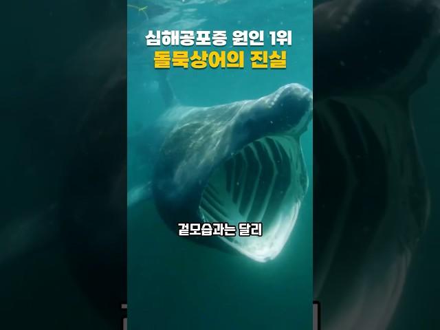 심해공포증 원인 1위 돌묵상어의 진실