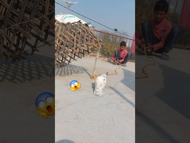 kabutar ko pakad liya  #pigeon #kabutar #birds #trending #shortsfeed #shorts