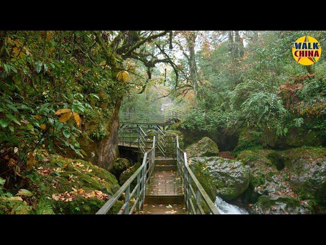 Walking the Autumn Forest Trails of West China - 4K Virtual Hike with Relaxing Forest in Rain Sounds