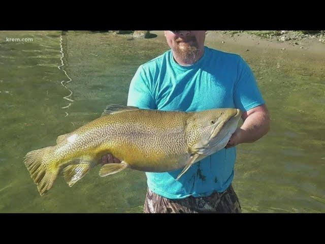 24-pound tiger trout caught in Loon Lake