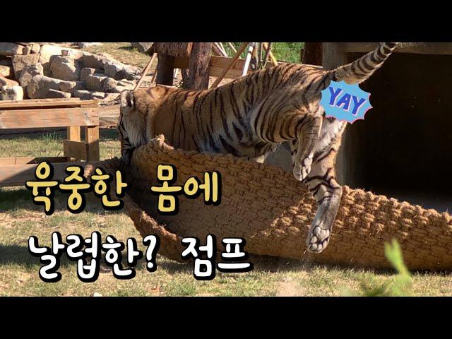 백두대간 범궁이의 (이 정도면) 소소한 일상과 (이 정도면) 목숨 건진 야자매트 _ 백두대간 호랑이