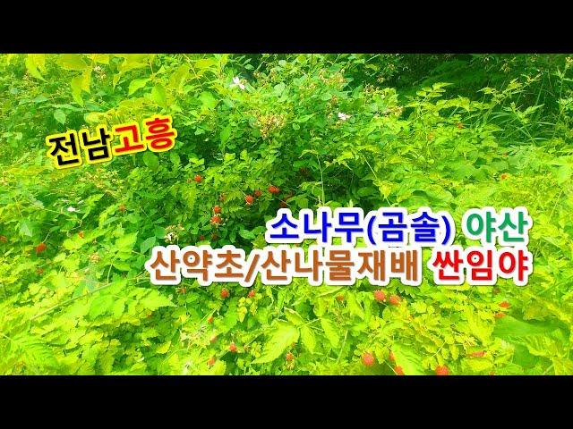 #소액임야매매 #산골짜기끝외진땅 전라남도 고흥군 두원면 운대리 산양삼 산약초재배 자연인땅, 버섯재배오지임야, 주말쉼터싼임야 (고흥-2282)