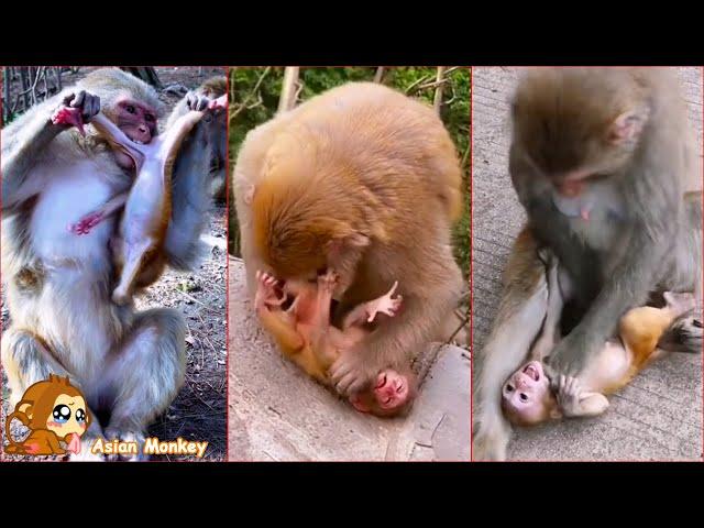 Daily life of the monkey family. Let's see how mother monkeys treat baby monkeys