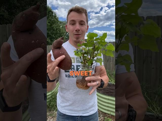 Growing Sweet Potatoes: A Step-by-Step Guide 