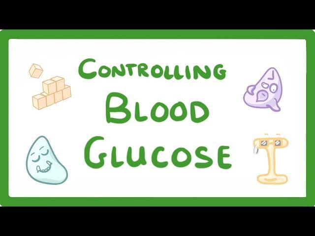 GCSE Biology - Control of Blood Glucose Concentration  #56