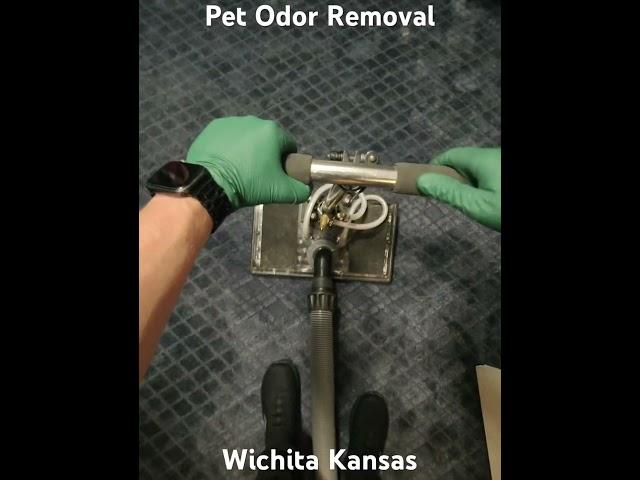 Pet Odor Removal Wichita Kansas Higher Standards Carpet Cleaning