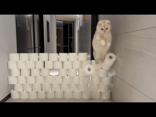 Toilet Paper Wall Challenge