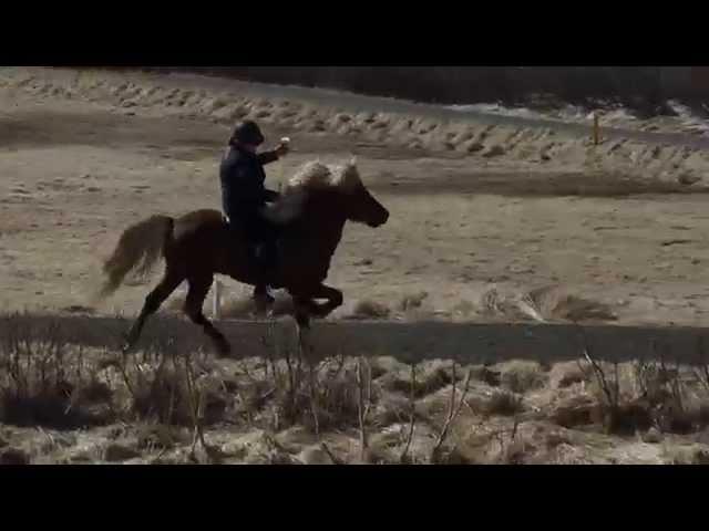 Gauksmyri, Iceland Horse farm demo - tölt with a beer   5/12/15