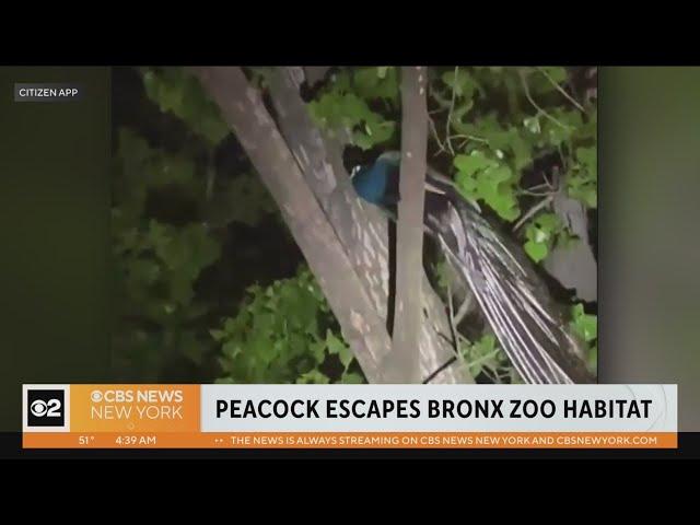 Peacock escapes habitat at Bronx Zoo