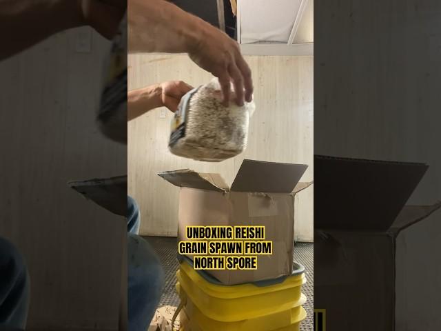 UNBOXING REISHI GRAIN SPAWN FROM NORTH SPORE #mycelium #myco #mushroom #mycoproducts #mycomaterials