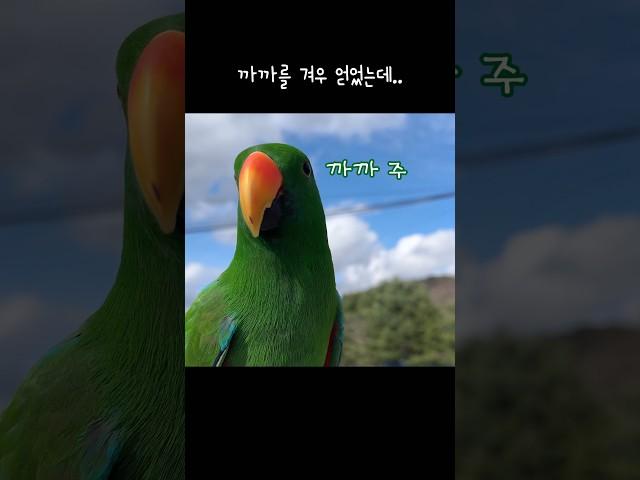 [지구] 앵무새가 겨우 간식을 얻었는데.. / 까까무새 / 산책만 나오면 까까달래요 / talking parrot