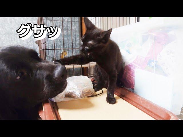 子猫が大型犬を攻撃するようになってきた！