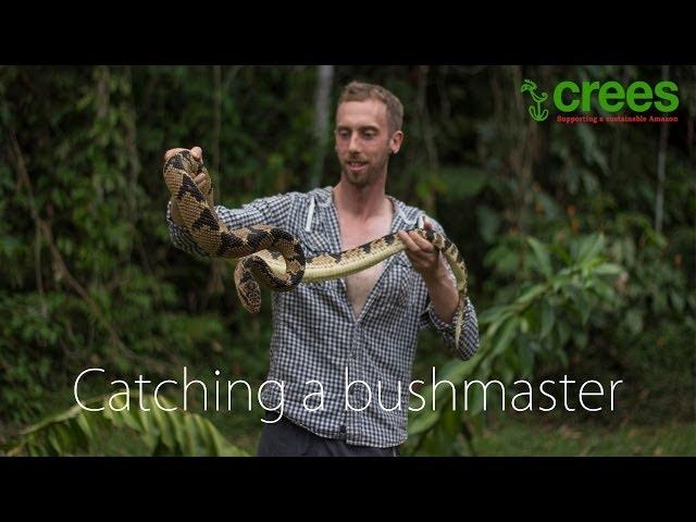 Catching a bushmaster