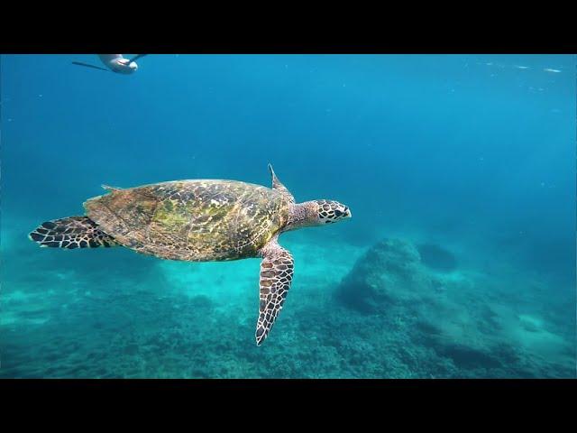 DEEP SNORKELING PIGEON ISLAND TRINCOMALEE  - SRI LANKA 2019 - GoPRO HERO 2K