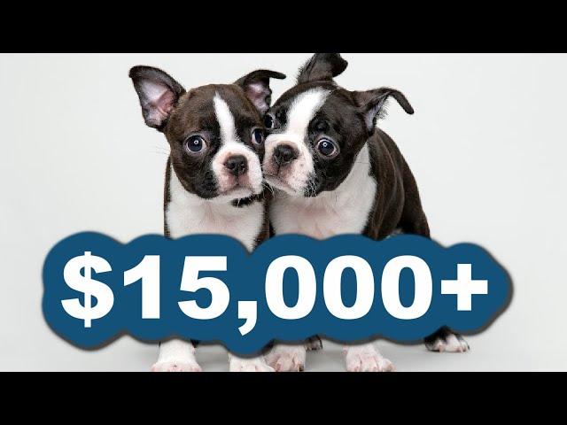 REAL Cost Of Owning A Boston Terrier - What You Need To Know!