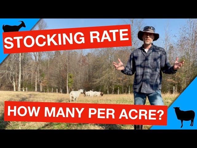 How Many Goats or Sheep Per Acre?