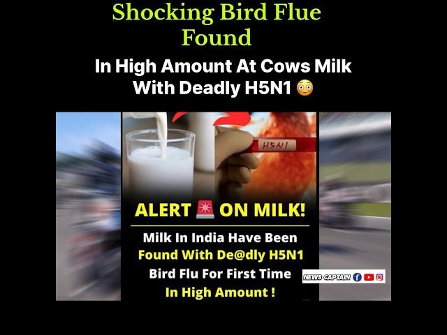 Shocking Bird Flue - Found In High Amount In Milk  #reels  #trending  #news