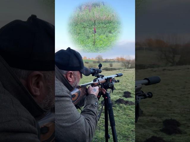 The Silent Assassin | 22LR Subsonics Vs Rabbit 75 Yards
