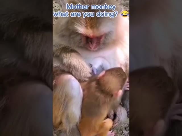 Mother monkey breastfeeding child and herself