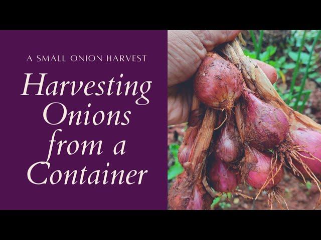 Harvesting Onions from a container