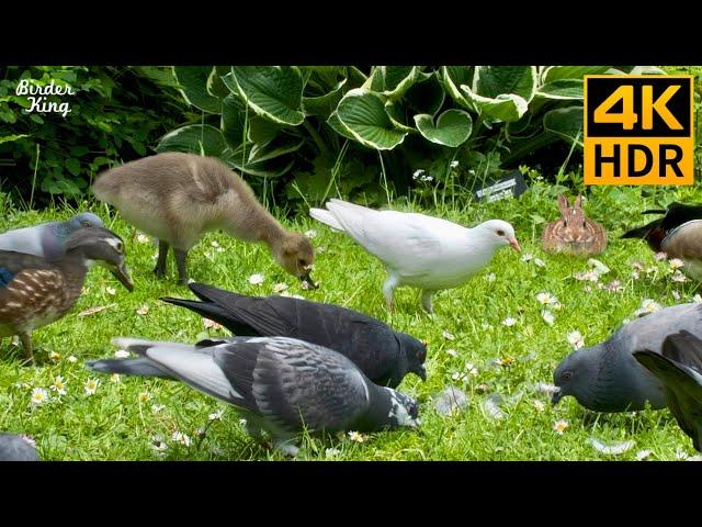 Cat TV Birds  Baby Geese, Bunnies, Pigeons, and Ducks  Relax Your Cat  8 Hours(4K HDR)