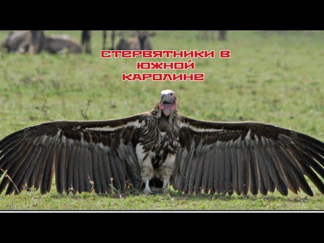 СТЕРВЯТНИКИ В ЮЖНОЙ КАРОЛИНЕ  // США
