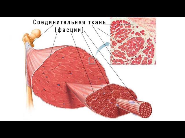 Как фасции мышц влияют на ваше тело? Раскрытие тайн миофасциального болевого синдрома.