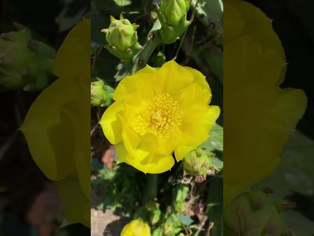 Blooming Cactus #cactus #bloom