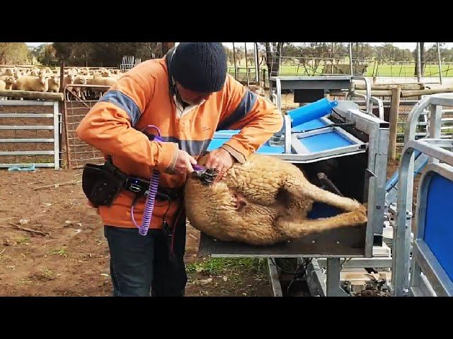 Amazing Sheep Farming Equipment Technology - Modern Automatic Sheep Farm Tool You May Never Seen