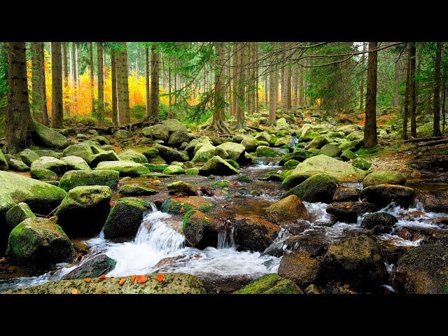 Mountain Creek River In A Forest. Relaxing Water Sounds. 4k Nature Landscape, Creek Noise to Sleep.