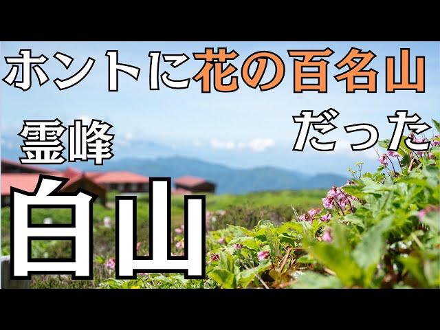 【白山】天気もお花も大勝利〜！！