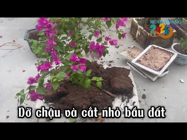 #cách mà MINH QUANG thay chậu mới cho cây