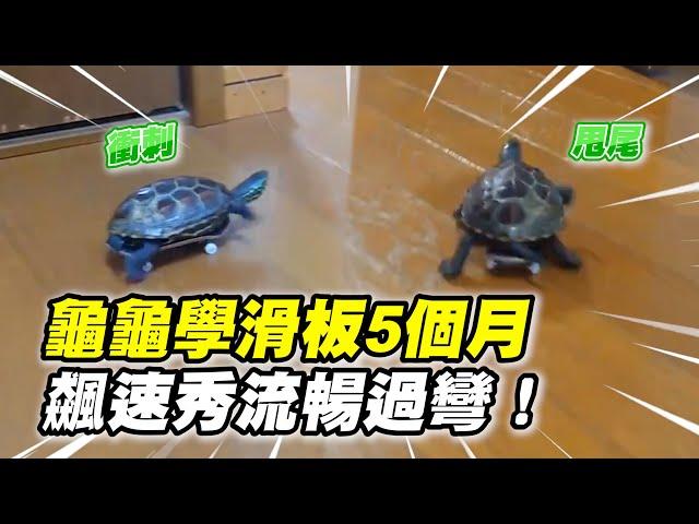 龜龜學滑板5個月飆速秀過彎　動作流暢兔子贏不了｜寵物動物｜龜｜速度