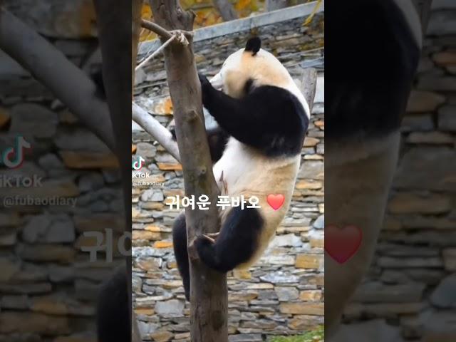 #fubao#ruibao#huibao#everland #福宝 #辉宝#睿宝 #姜爷爷 #panda #에버랜드 #푸바오 #후이바오 #루이바오 #강철원사육사 #오늘도 #사랑해  ️