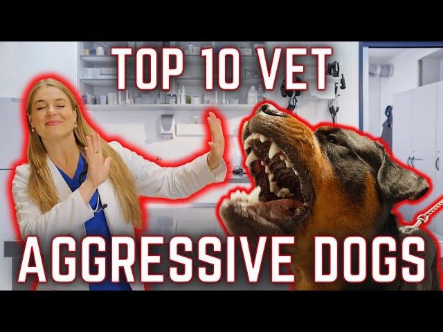 Aggressive dog breeds at the VET! | Dr. Lindsay Butzer's List!