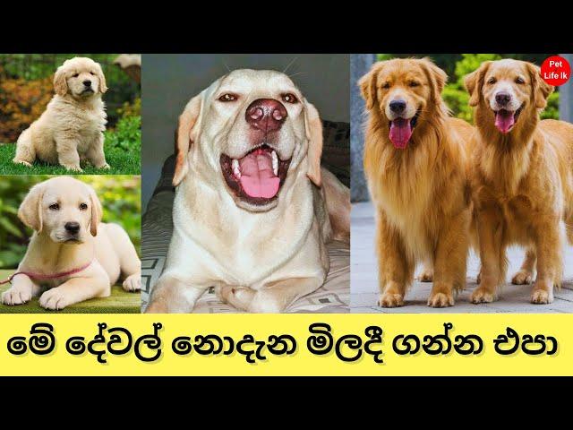 Golden retriever Vs Labrador Retriever Sinhala - pet life lk