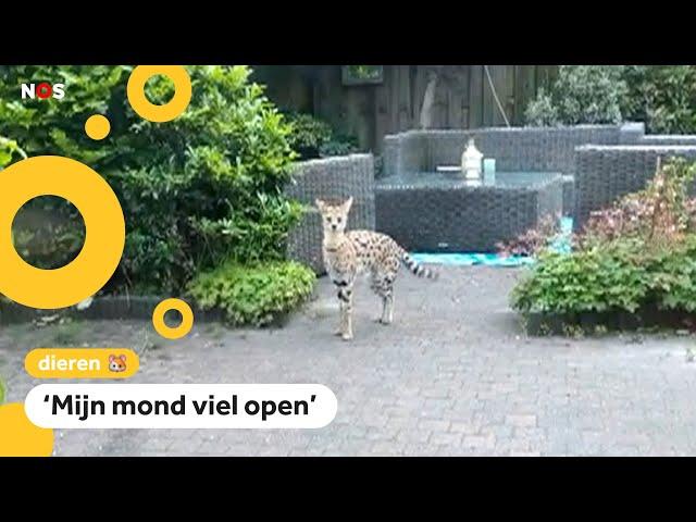 Ontsnapte serval bijt een konijn dood