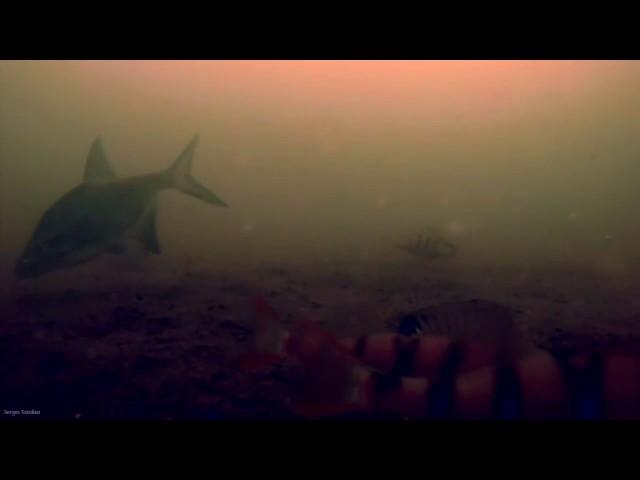 Зимняя рыбалка, Подводные съёмки видео №1