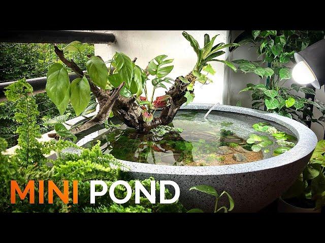 Mini Pond in the Balcony for Guppies