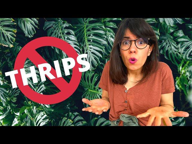 THRIPS on monstera leaves (and how to get rid of them!)