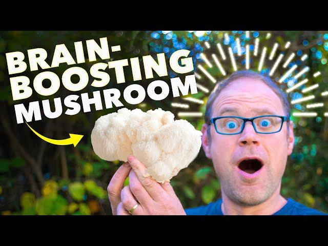 How to Grow Lion’s Mane Mushrooms in 3 Weeks