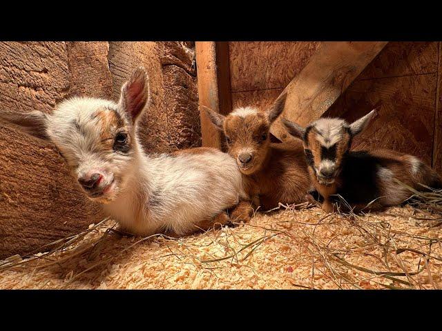 Itty bitty goat kids!