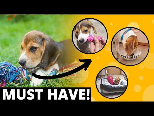 9 MUST Have Accessories for a  Beagle Puppy