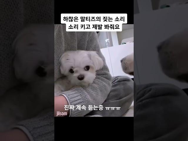세상 하찮은 말티즈의 짖는 소리 #말티즈 #강아지 #하울링